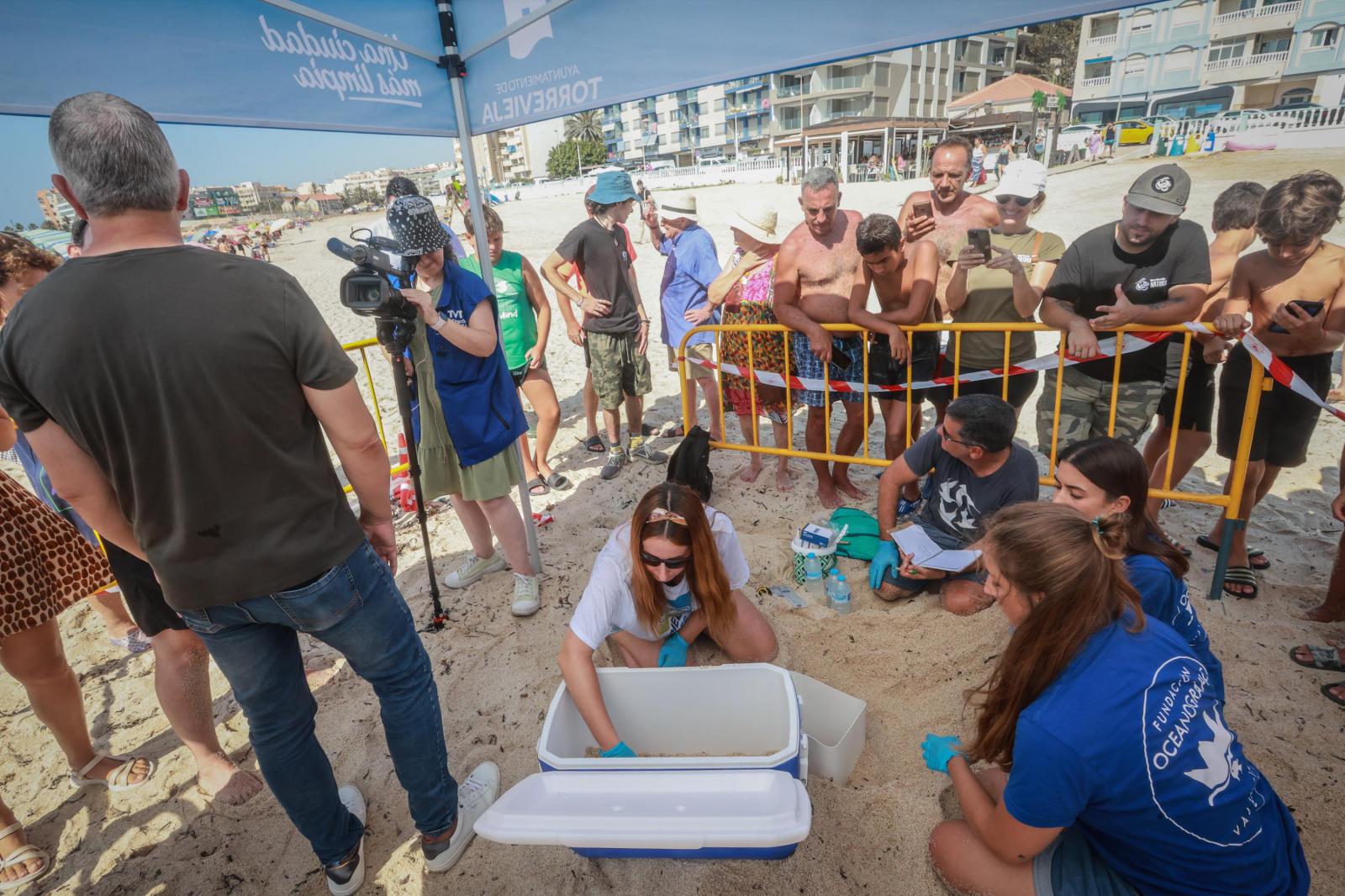 La tortuga &#039;Pura Vida&#039; visita por segunda vez este verano las playas de Torrevieja