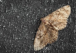 Imagen de archivo de una polilla.