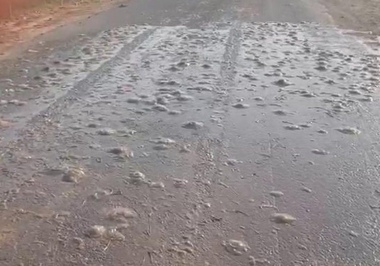 Las medusas caídas de un camión en una carretera de Pozo Aledo.