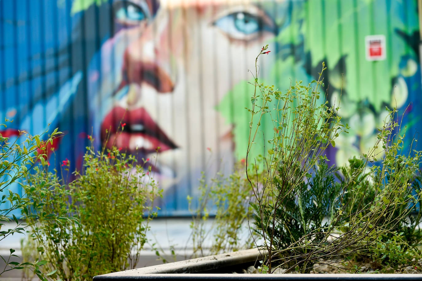 El Corredor Verde de San Andrés casi terminado, en imágenes