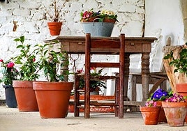 El truco definitivo para revivir tus plantas marchitas.