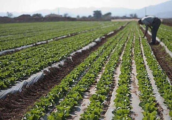 Regadío en una plantación de lechugas, en una imagen de archivo.