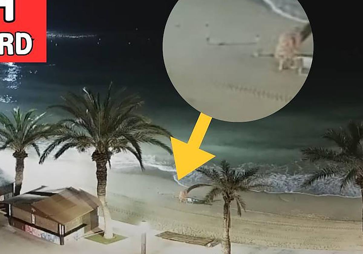 Imagen compartida por Proyecto Mastral en X.