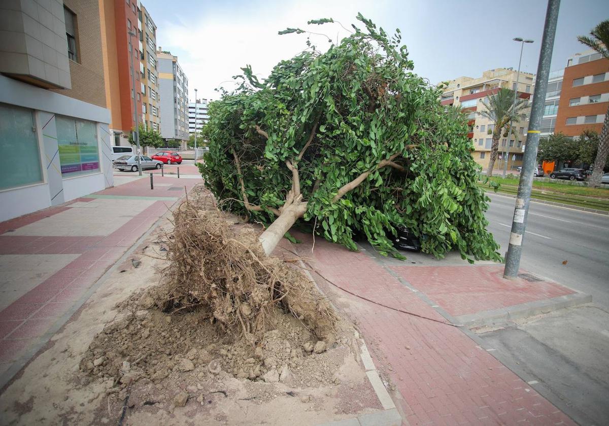 Árbol arrancado por el viento en la avenida Juan de Borbón de Murcia.