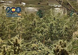 Una de las plantaciones de marihuana halladas por los agentes.