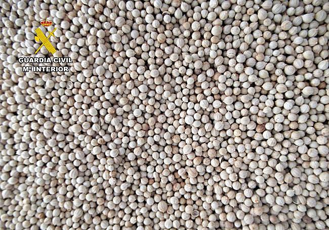 Imagen de detalle de las semillas.