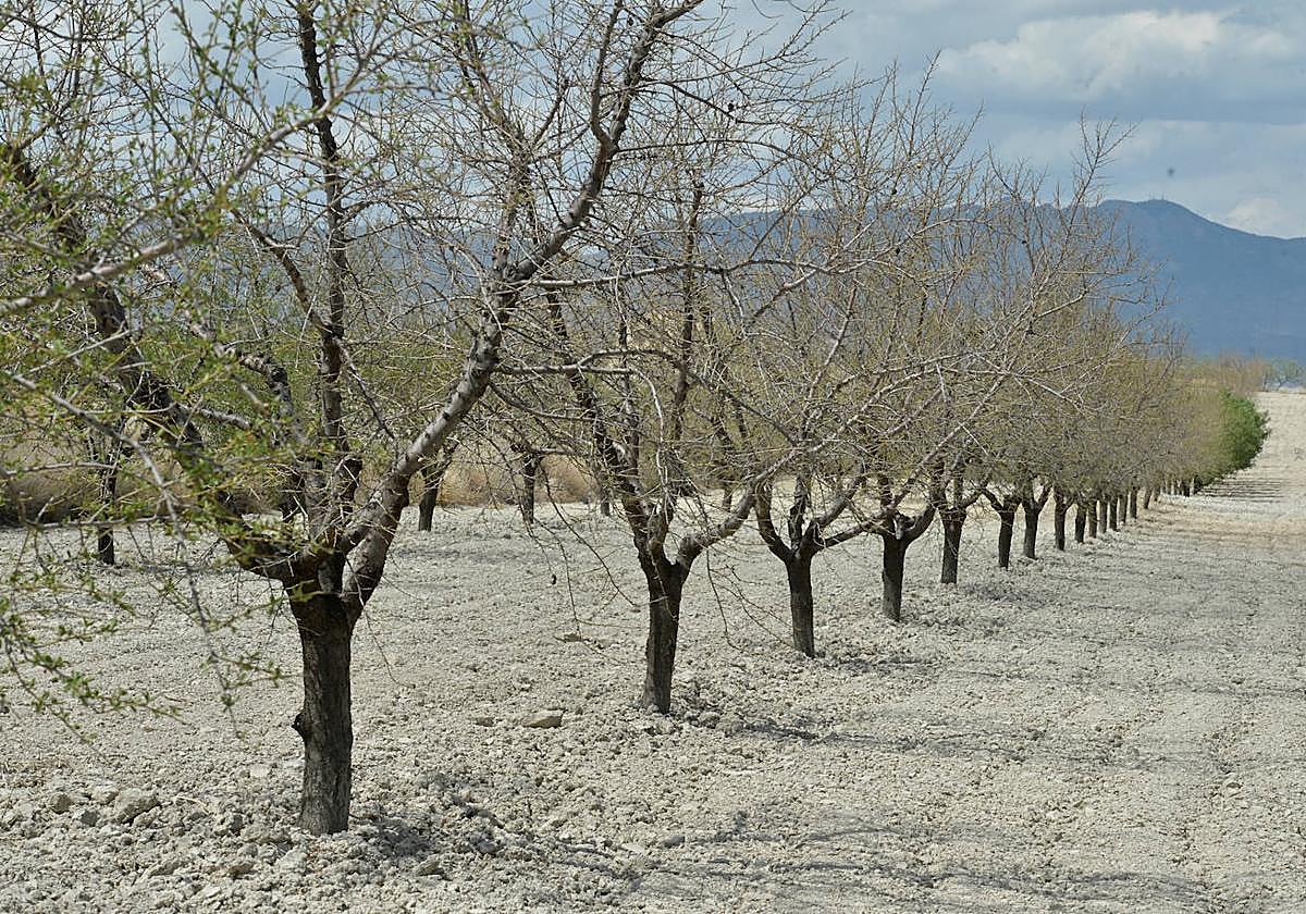 Almendros afectados por la sequía en un campo entre Mula y Fuente Librilla.