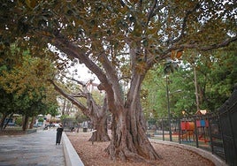 Ficus monumental en la Glorieta Gabriel Miró de Orihuela.