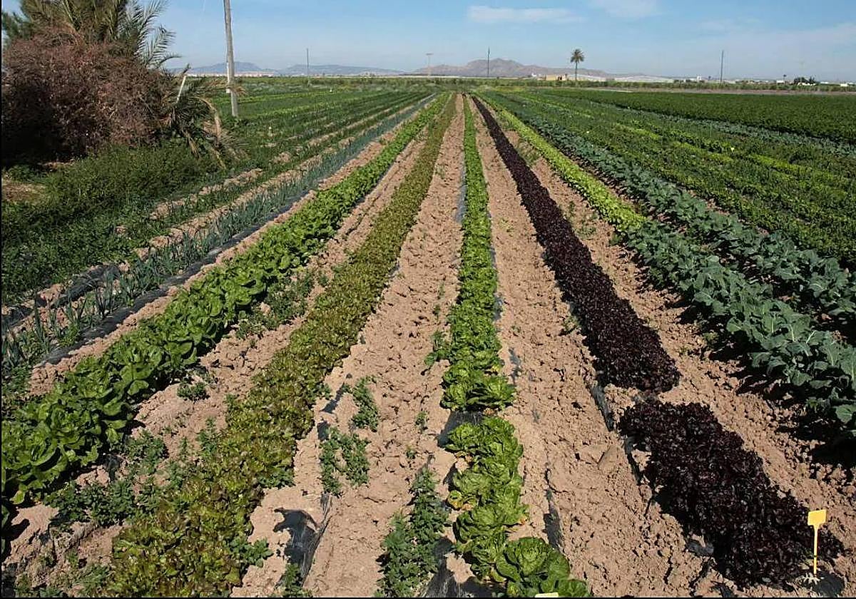 Cultivo ecológico de brócoli y lechuga en una finca de la Región de Murcia.
