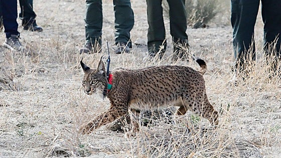 Medio Ambiente lanza por fin los planes de recuperación del lince y la nacra