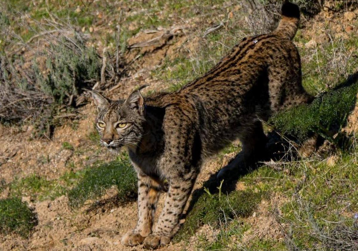 Un ejemplar de lince ibérico.