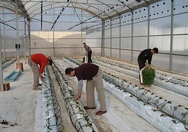 Investigación con tomateras en el Centro de Demostración Agraria de Torre Pacheco, en foto de archivo.