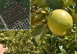 En un recuadro, conteo de limoneros realizado por el sistema de visión artificial.