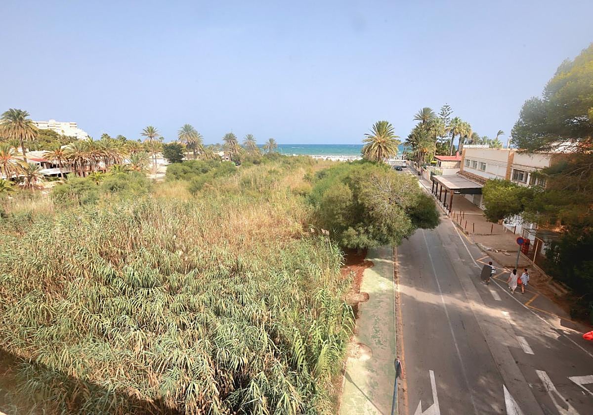 Rambla llena de cañas y maleza en Campoamor, en la zona de Orihuela Costa.