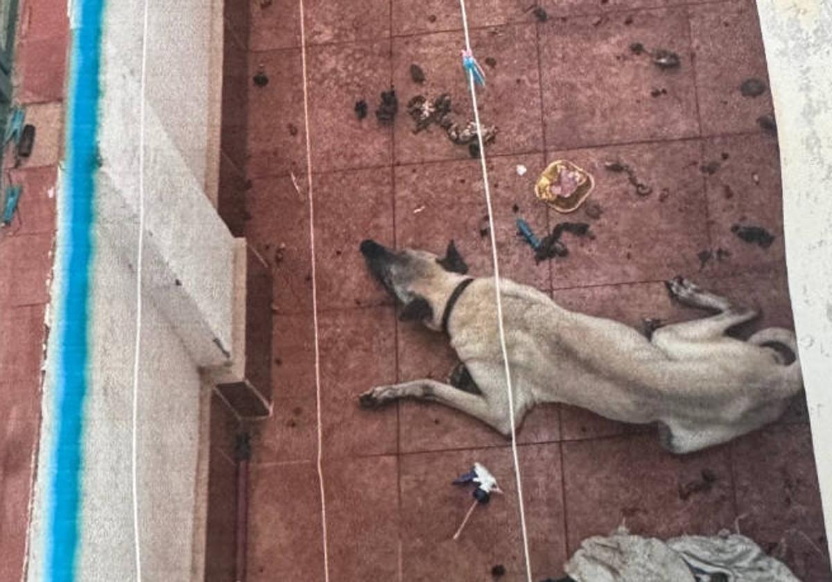 Estado en el que se encontraba el perro rescatado.