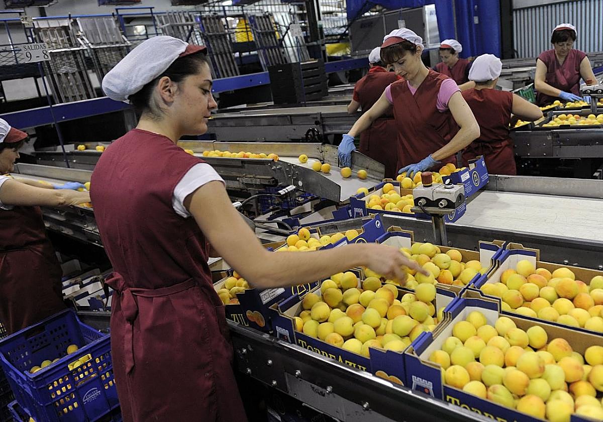 Unas trabajadoras envasan albaricoque muleño destinado a la exportación en Frucimu.
