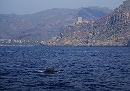 Delfín mular frente a la Punta de La Azohía, cerca del lugar donde se propone la instalación de la 'granja marina'.