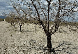 Una plantación de almendros, en una imagen de archivo.