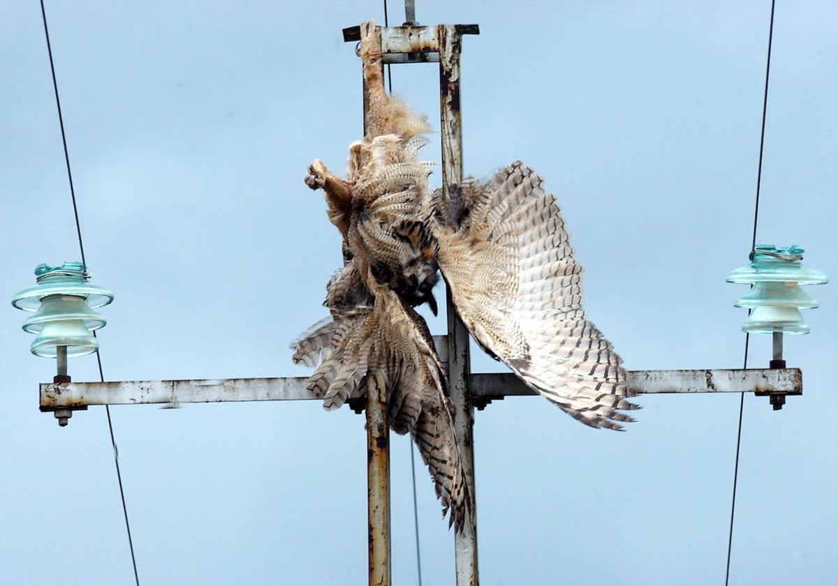 Imagen de archivo de un búho real muerto por electrocución.