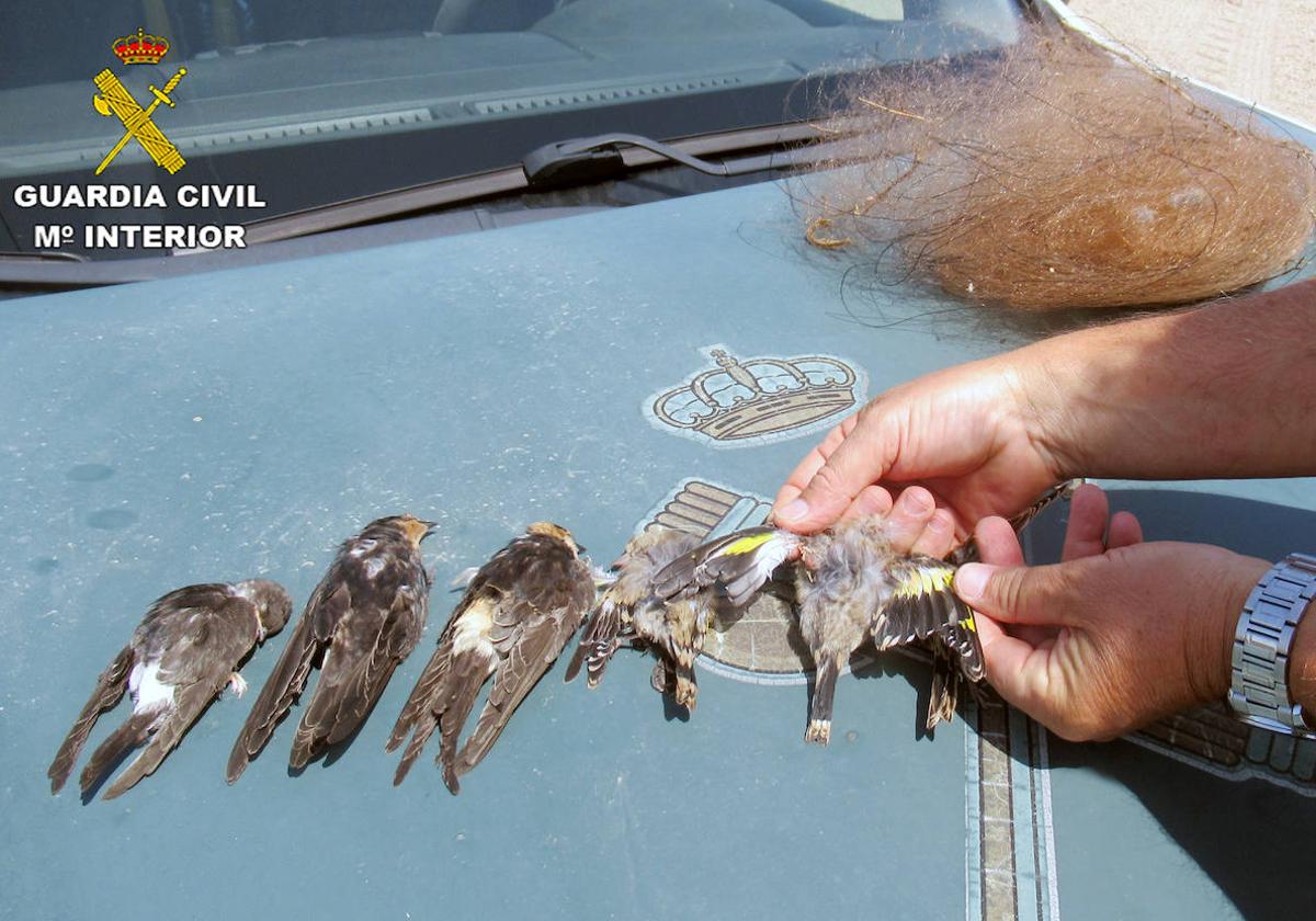 Seis aves capturadas y muertas por asfixia debido a la red ilegal.