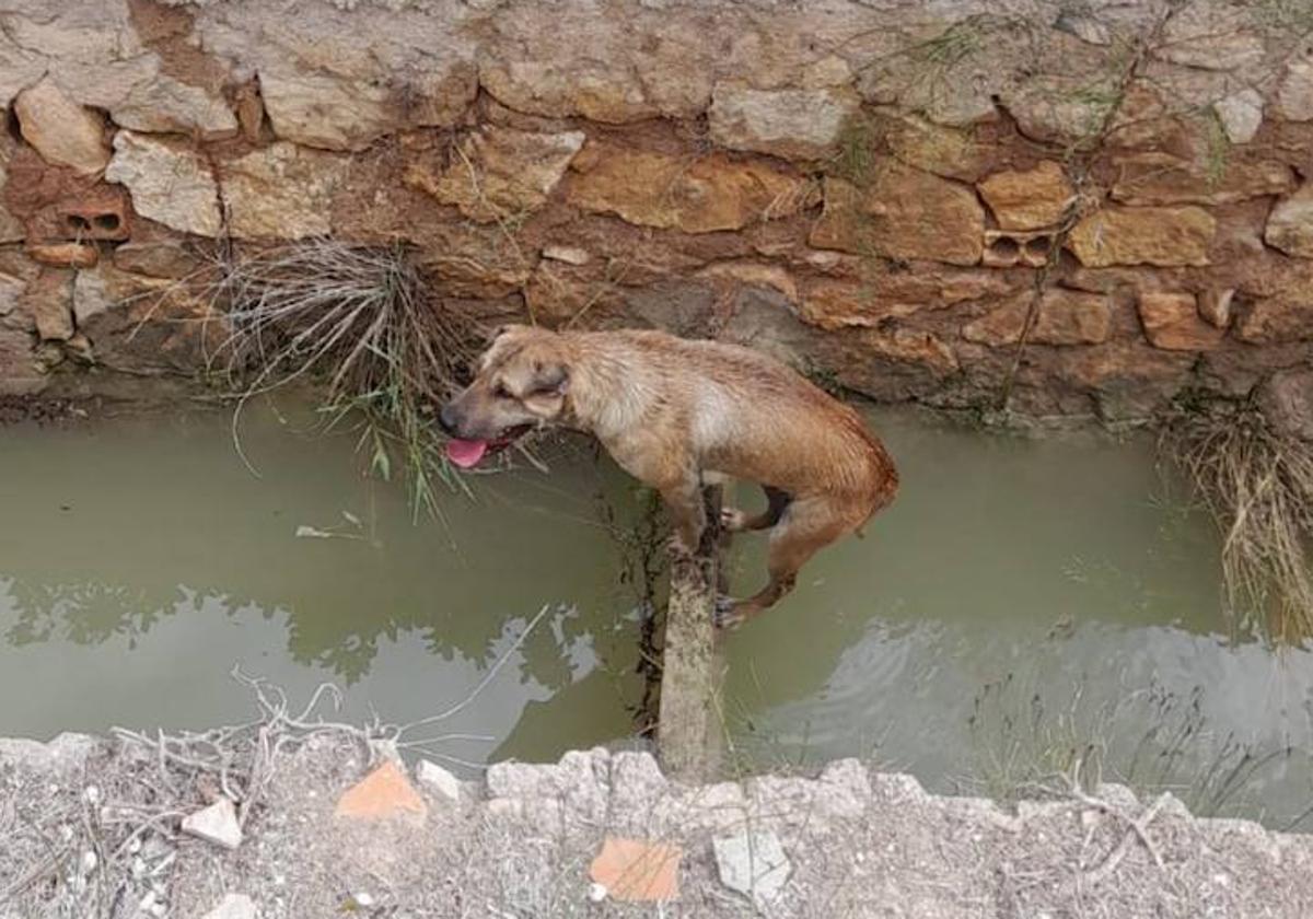 El perro rescatado.