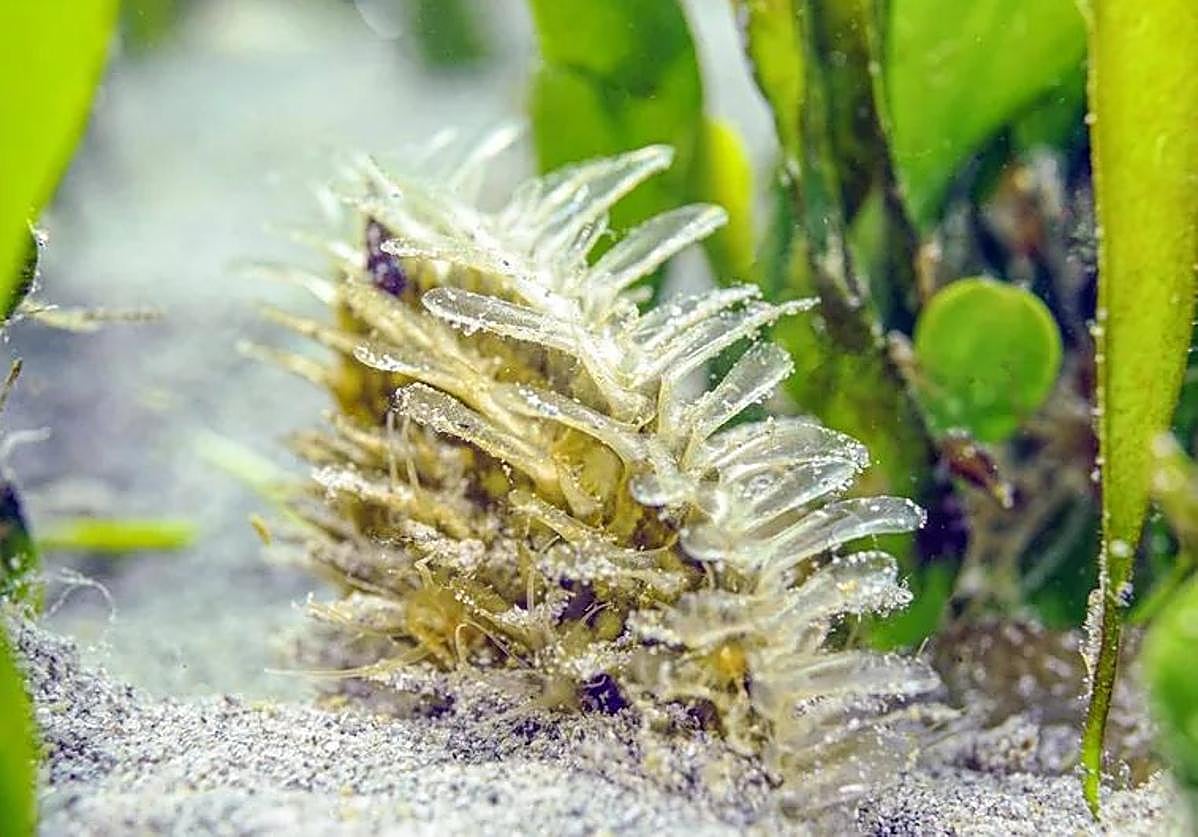 Un ejemplar juvenil de nacra en el Mar Menor, en una imagen de archivo.