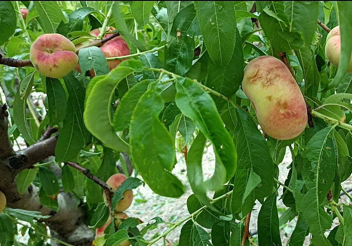 Melocotones dañados por el pedrisco caído este año en Cieza.