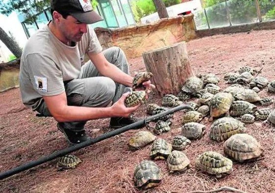 Tortugas moras en el Centro de Recuperación de Fauna Silvestre.