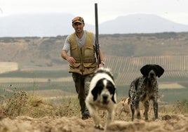 Un cazador con perros de muestra en plena cacería.