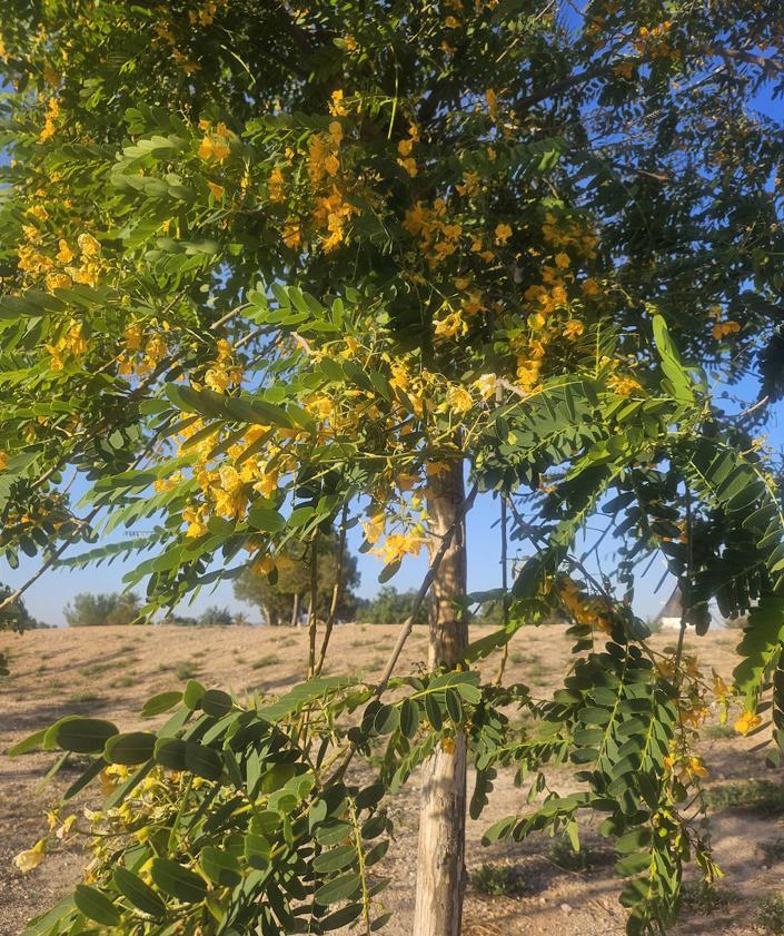 Imagen secundaria 2 - Su carnet de golf. Miriam llegó a tener, como sus hermanos, un carnet de la Escuela de Golf Municipal de Torre Pacheco. | Eva Domenech con su perra 'Lula' en las inmediaciones del paseo. Tipuana. Las flores de este árbol son de color amarillo intenso.