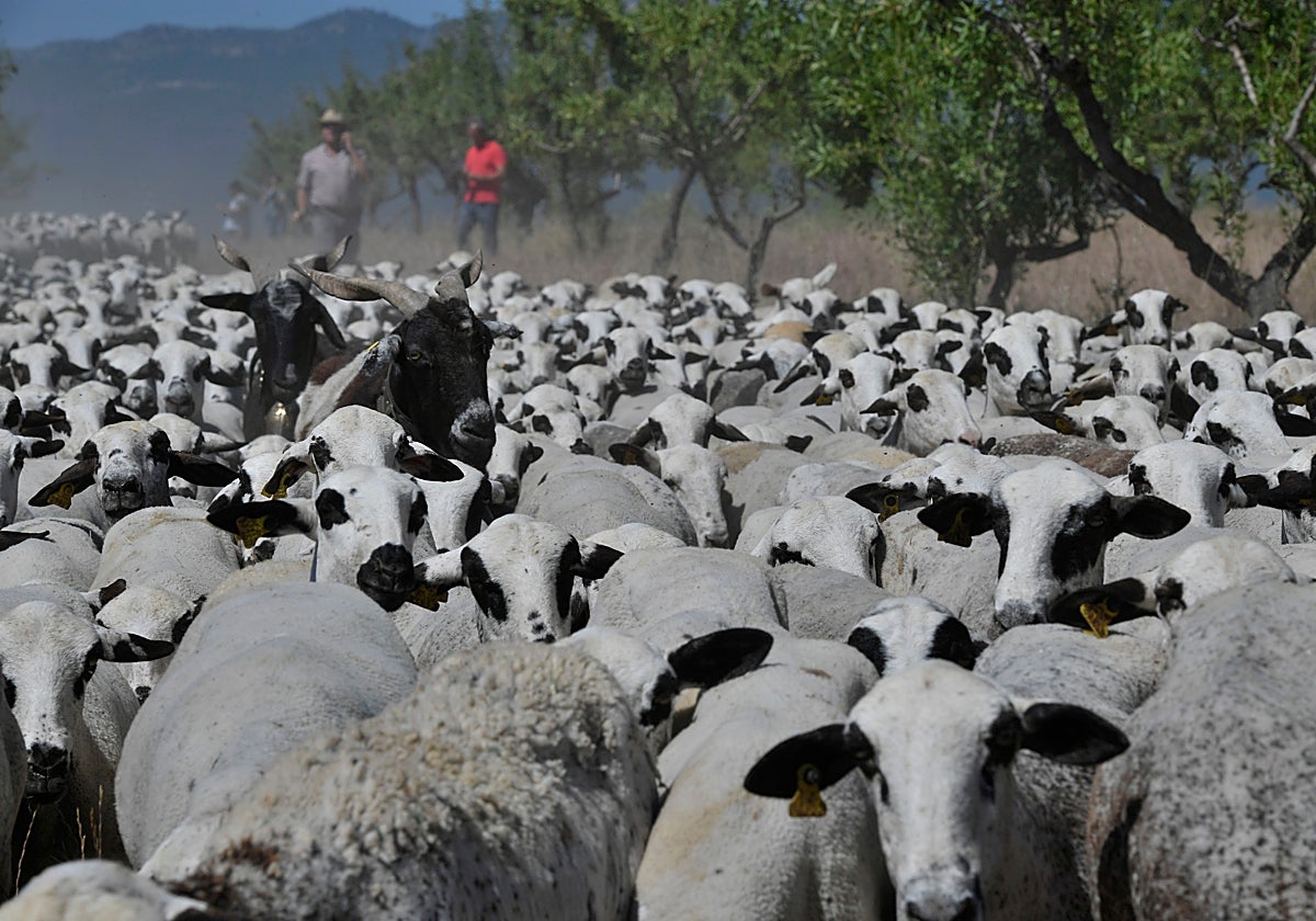 Un rebaño de ovejas cruza una vía pecuaria en La Tercia, en Moratalla.