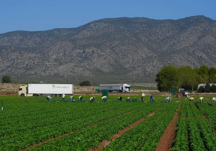 Un grupo de jornaleros, el pasado martes en plena faena en una parcela agrícola del paraje de La Hoya, en Venta Cavila (Caravaca).