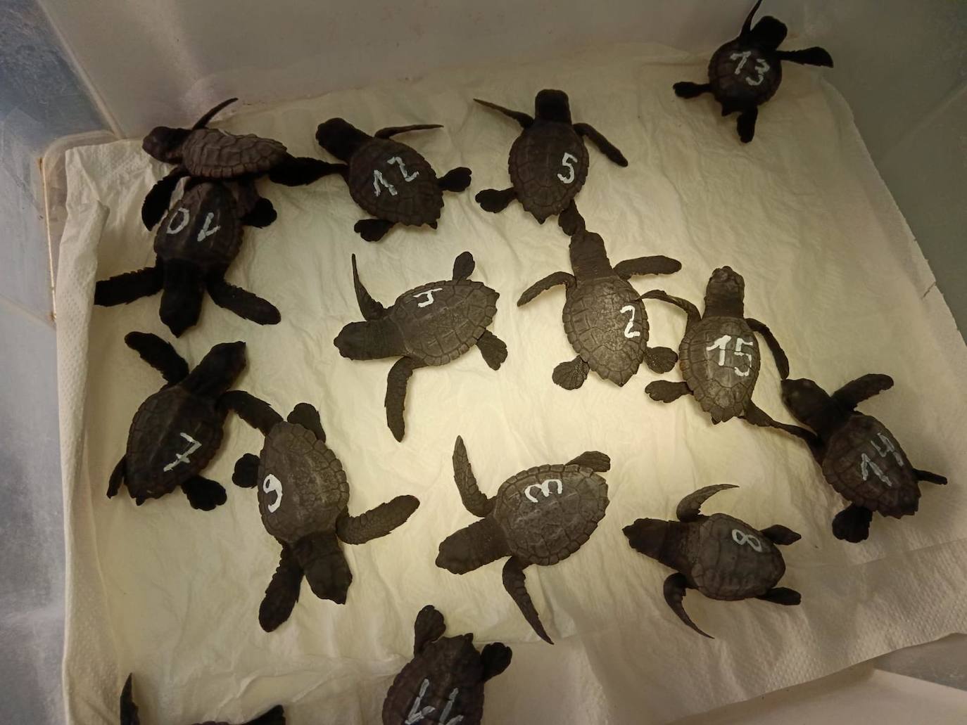 Tortugas bobas recién nacidas, numeradas y pesadas.
