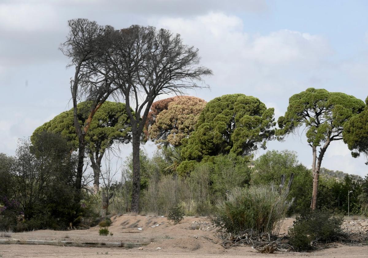 En primer plano, dos de los pinos centenarios que se perdieron antes del verano; detrás aparece otro ejemplar con su copa ya marrón, en el entorno de la finca de Torre Arcayna. La fotografía se tomó ayer.