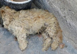 El perro hallado muerto en el patio interior de la vivienda.