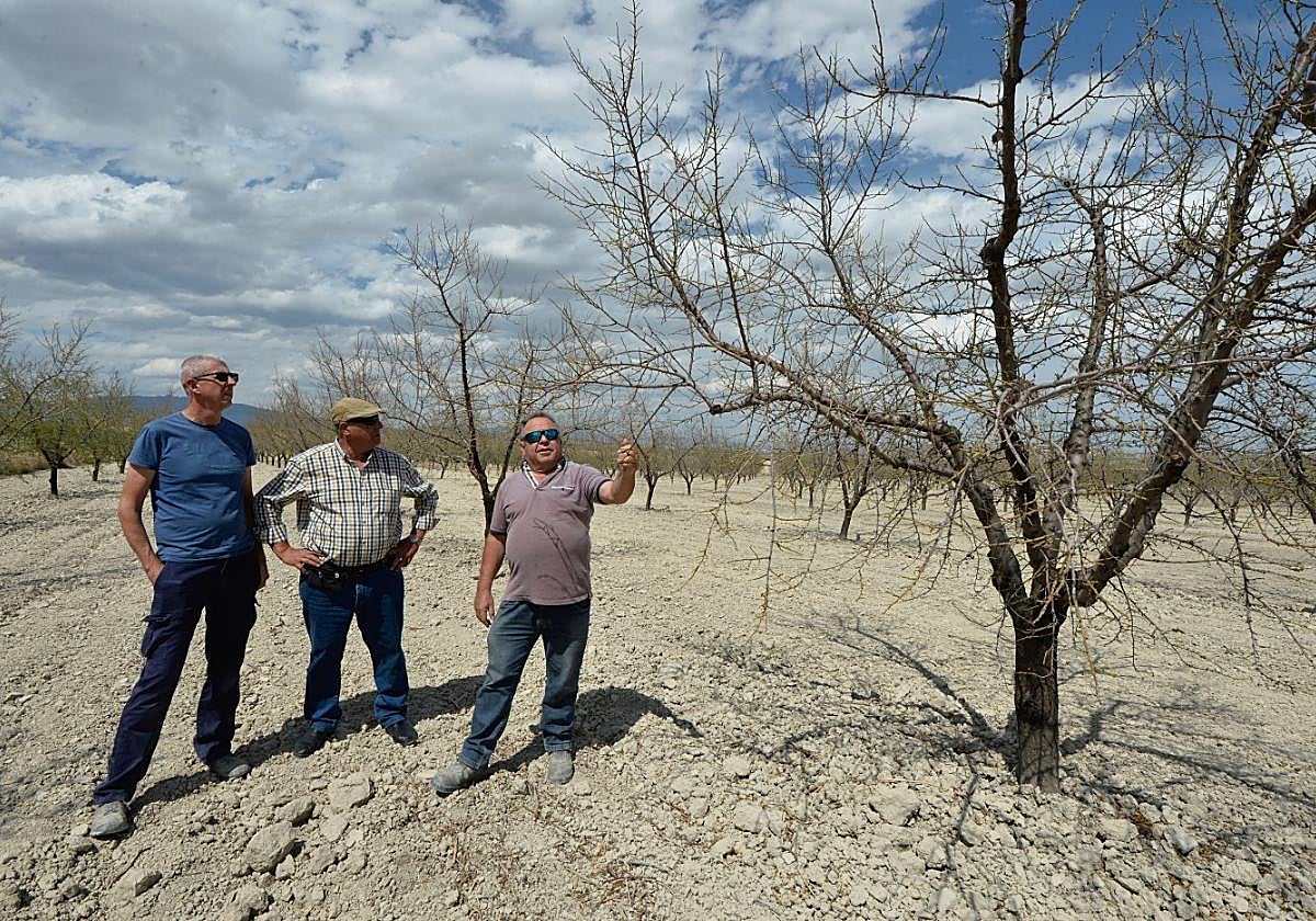 Unos agricultores de Fuente Librilla muestran sus almendros afectados por la sequía.