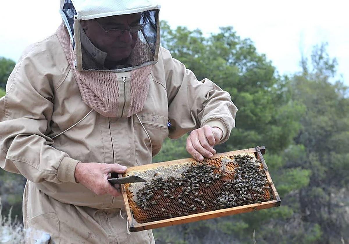Un panal de abejasen la Región de Murcia.