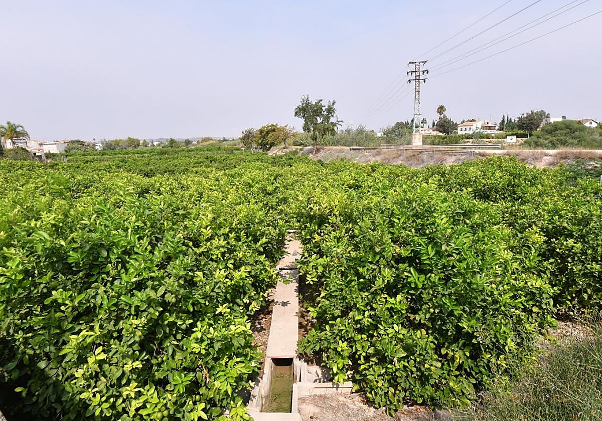 Bancal de limoneros en la pedanía murciana de Nonduermas, ayer.