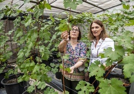 Las investigadoras Leonor Ruiz y Rocío Gil, en el vivero donde crecen las nuevas variedades, en la sede del Imida en Murcia.