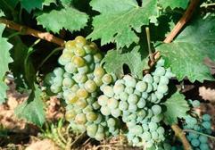 Monastrell y Cabernet Sauvignon