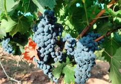 Monastrell y Cabernet Sauvignon