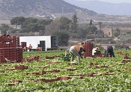 Un grupo de jornaleros se afana en recolectar un bancal de lechugas del Campo de Cartagena, en una imagen de archivo.