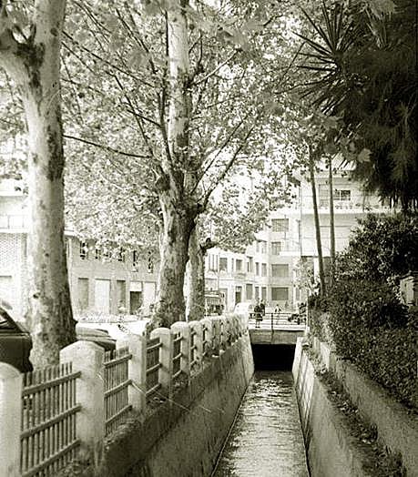 Los mismos árboles cuando la acequia de Molins no estaba cubierta.