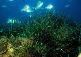 Peces sobre una pradera de 'Posidonia oceanica'.