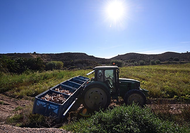 El agricultor Alejandro Martínez, en su tractor, durante la cosecha de calabazas el pasado viernes en la Ribera de Molina.