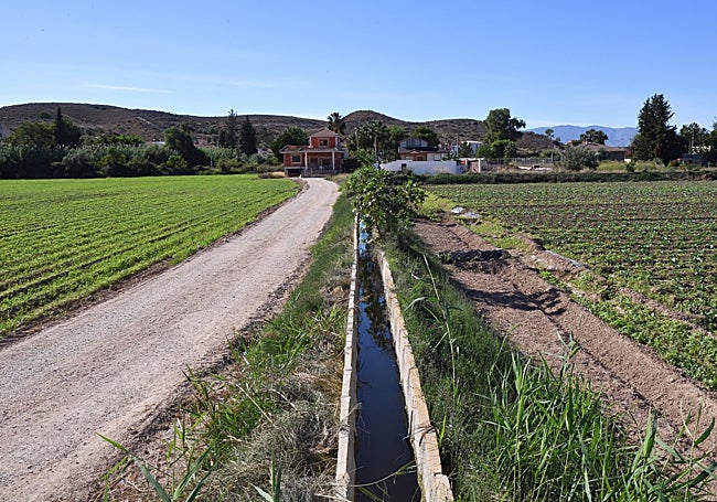 Plantones de coliflor recién cultivados en la huerta de la Ribera de Molina.