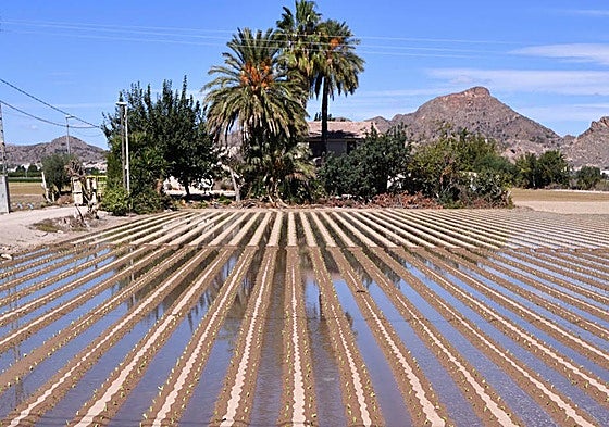 Cultivos de lechugas plantadas el pasado viernes en la Orilla del Azarbe, en Murcia.