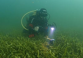Un buceador del IEO toma muestras en el Mar Menor, sobre la pradera de 'Caulerpa prolifera'. En ella hay un sensor de luz y temperatura.