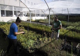 Alicia Prieto y Antonio García limpian algarrobos en el vivero municipal, gestionado por al Asociación de Naturalistas de Sureste (Anse), en el barrio de la Concepción.