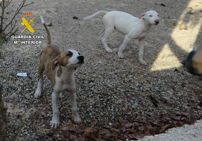 Dos de los ocho cachorros que también fueron abandonados.